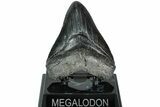 Serrated, Fossil Megalodon Tooth - South Carolina #208561-2